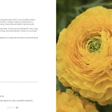 Ranunculus | Beautiful varieties for home and garden