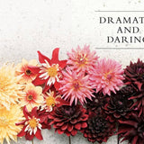 Dahlias | Beautiful Varieties for Home & Garden