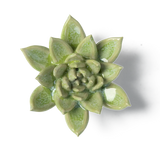 Green Succulent Ceramic Flower