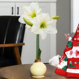 Ivory Wax | White Bloom Amaryllis