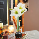 Onyx Wax | White Bloom Amaryllis