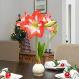 White Wax | Red + White Bloom Amaryllis