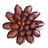 Peach Mocha Cornflower Ceramic Flower