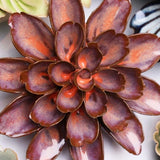 Peach Mocha Cornflower Ceramic Flower