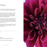 Dahlias | Beautiful Varieties for Home & Garden