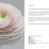 Ranunculus | Beautiful varieties for home and garden