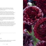 Ranunculus | Beautiful varieties for home and garden