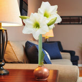 Bronze Wax | White Bloom Amaryllis