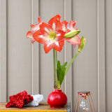 Red Wax | Red + White Bloom Amaryllis