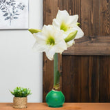 Green Wax | White Bloom Amaryllis